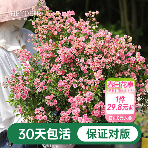 海蒂的花园超微月季室外多头