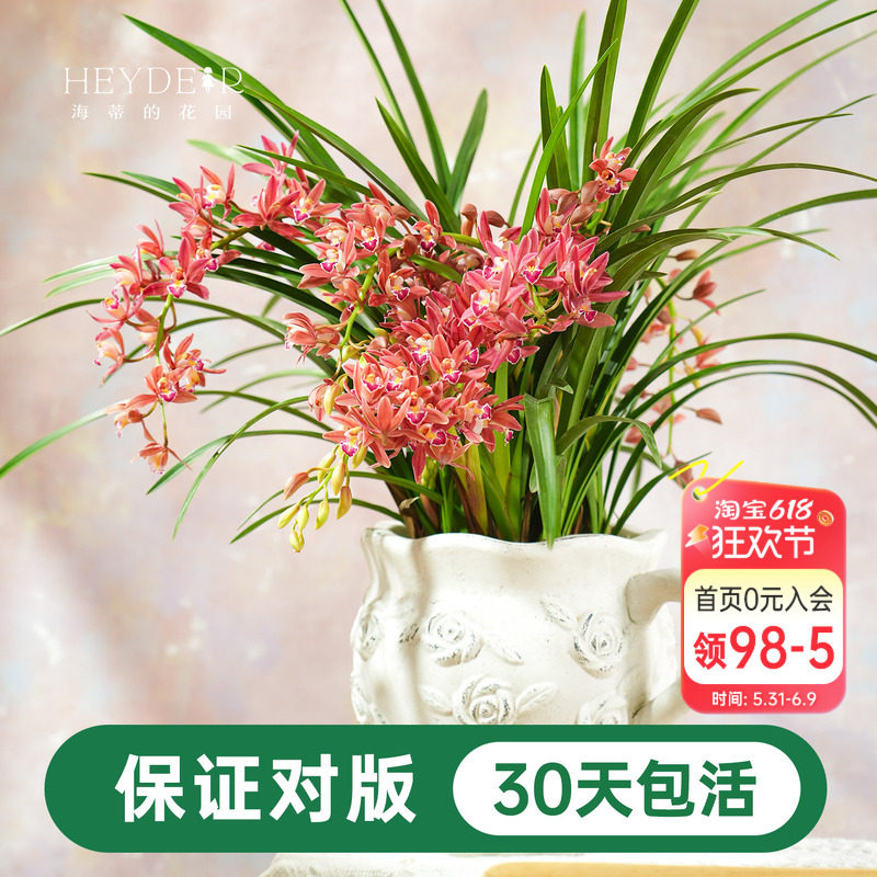 海蒂的花园 兰花兰草盆栽杂交蕙兰草本阳台室内花卉植物盆栽苗