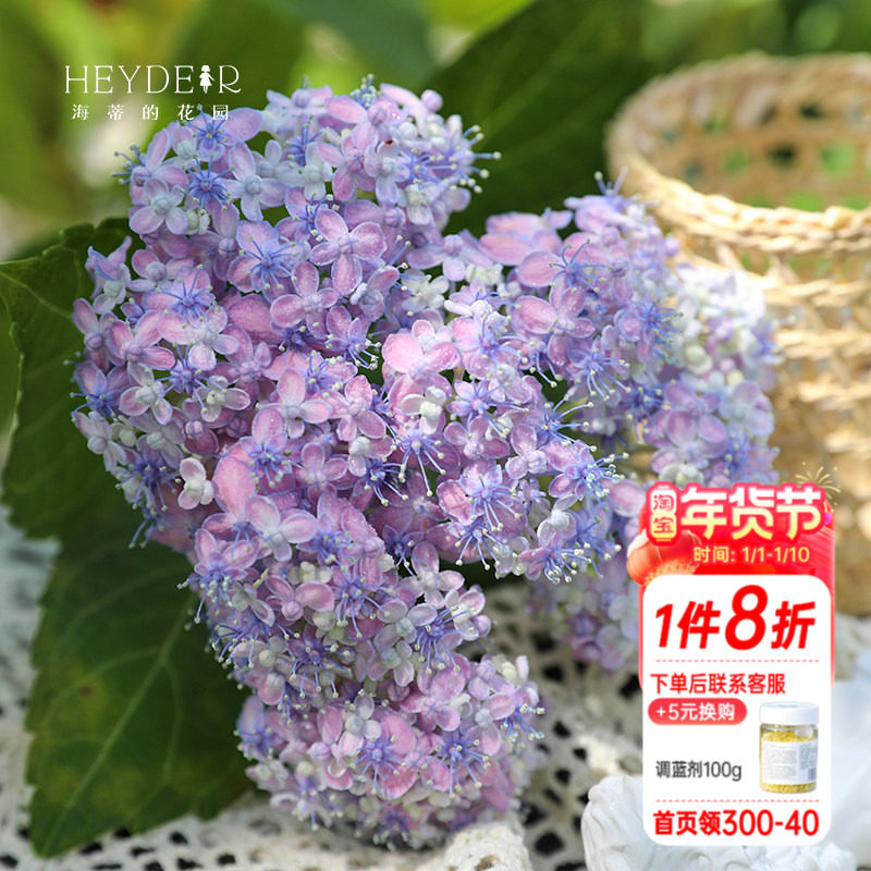 海蒂的花园 有松仙气感精致可调色大花绣球阳台庭院花卉植物盆栽