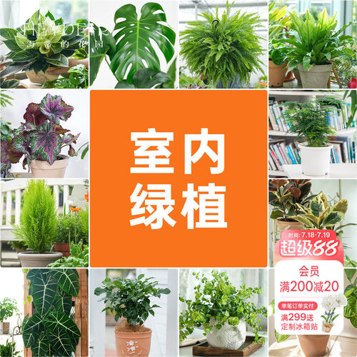 海蒂的花园室内绿植铂金钻龟背竹盆栽室内客厅桌面办公室观叶植物
