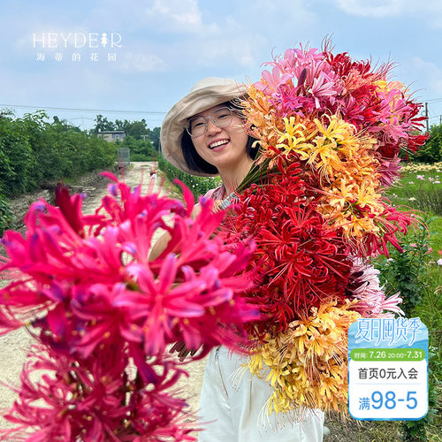 海蒂的花园彼岸花石蒜种球