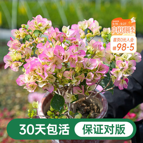 海蒂的花园三角梅盆栽爬藤灌木好养风景树植物阳台庭院花卉树苗