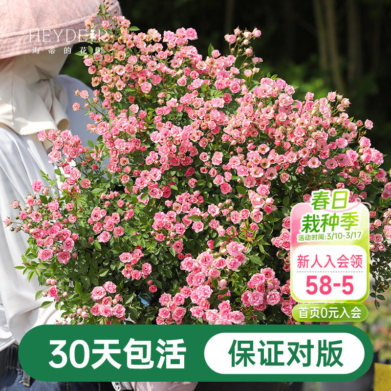 海蒂的花园月季花苗超微开花小微型迷你阳台室外露台植物花卉盆栽