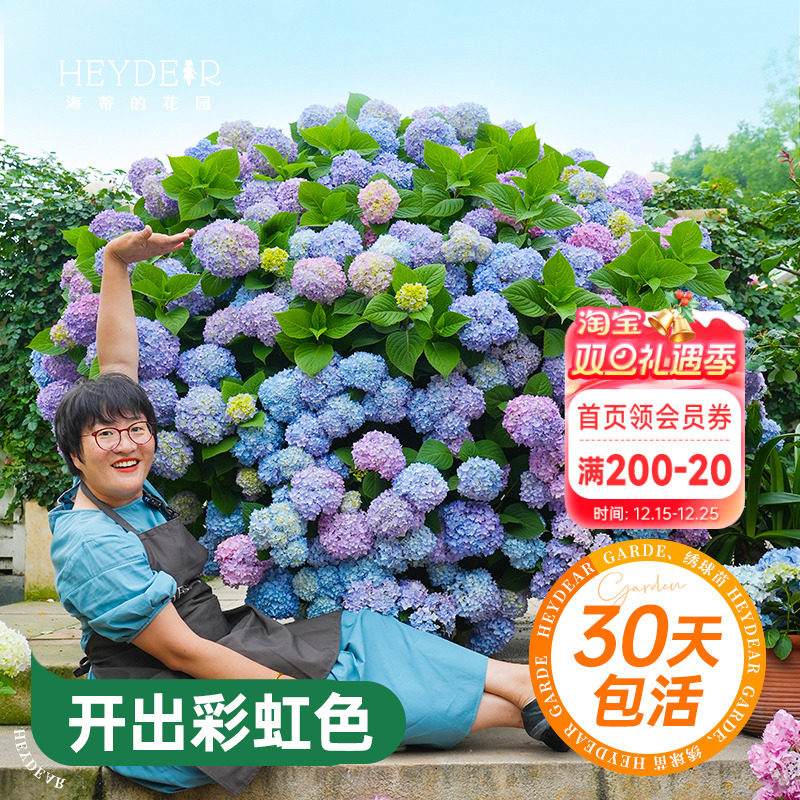 海蒂的花园绣球花苗无尽夏大海蓝万华镜阳台四季种植物树苗盆栽