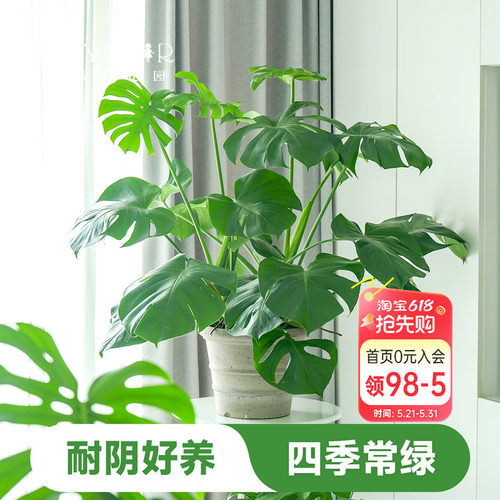 室内盆栽植物好养易活懒人观叶