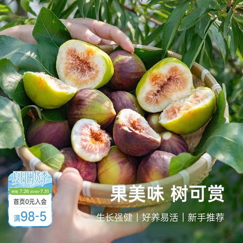 海蒂的花园无花果树果苗盆栽庭院家庭地栽水果树苗好种易养