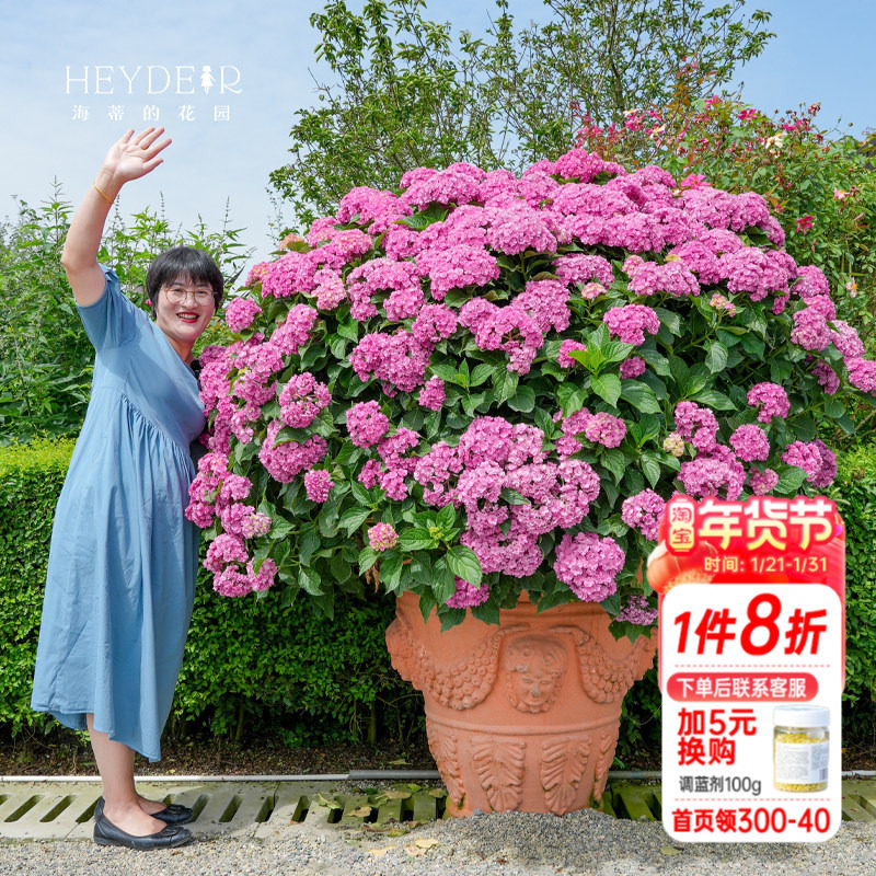 海蒂的花园绣球花苗你我在一起重瓣直立大花庭院阳台好养花卉盆栽,鲜花速递/花卉仿真/绿植园艺,绣球/木绣球/木本植物,淘宝优惠券,粉丝福利购,淘宝优惠卷