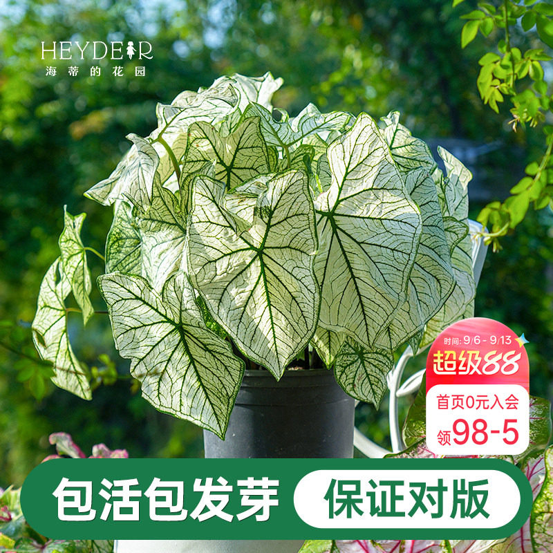 海蒂的花园彩叶芋种球桌面盆栽绿植观叶植物白色恋人养护简单好养图片
