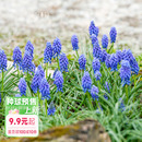 花园葡萄风信子种球花卉多年生盆栽植物好养易复花球根裸球 海蒂