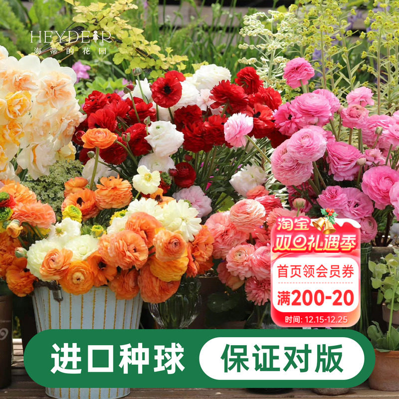 海蒂的花园花毛茛种球蝴蝶进口阳台庭院多年生盆栽地栽植物花卉