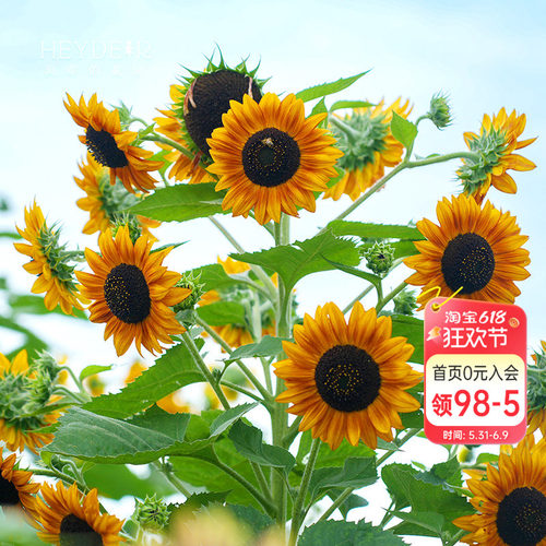 海蒂向日葵太阳花好养庭院
