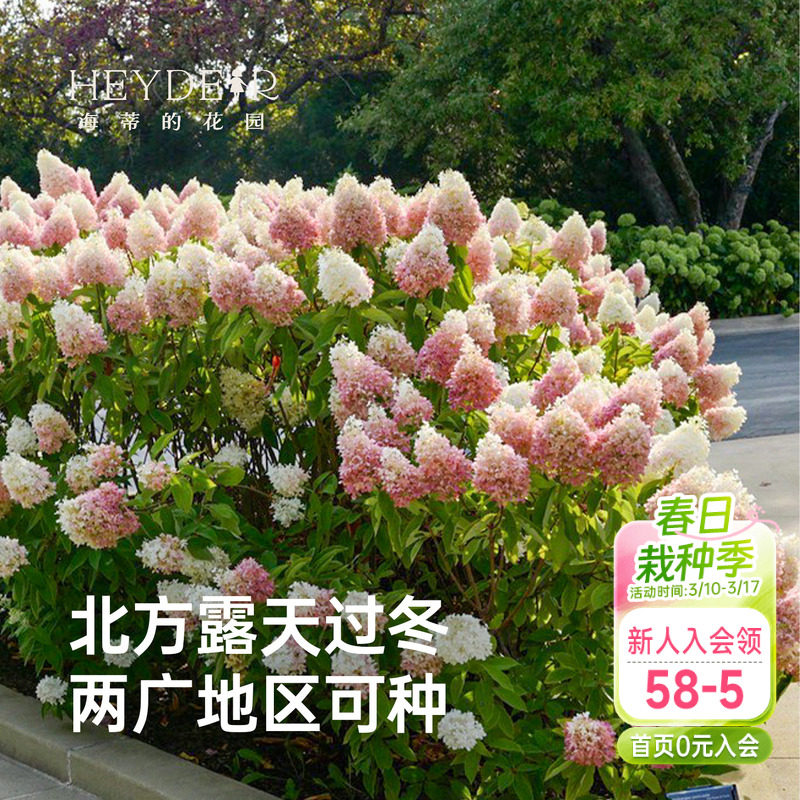 海蒂的花园夏日美人圆锥绣球花苗木本植物庭院露台可地栽花卉盆栽
