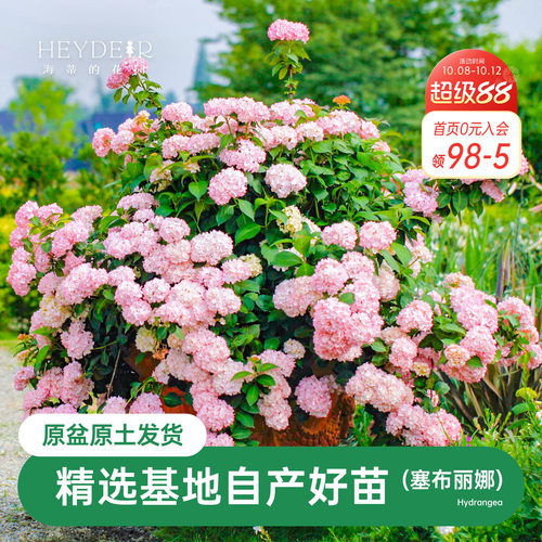 海蒂的花园塞布丽娜绣球开花早