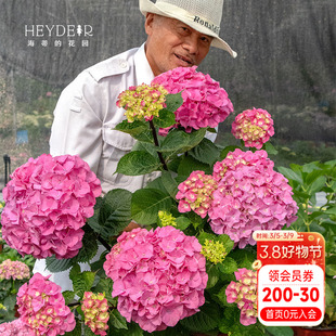 海蒂的花园黑金刚白色红色大花绣球八仙花可室外阳台庭院花卉盆栽