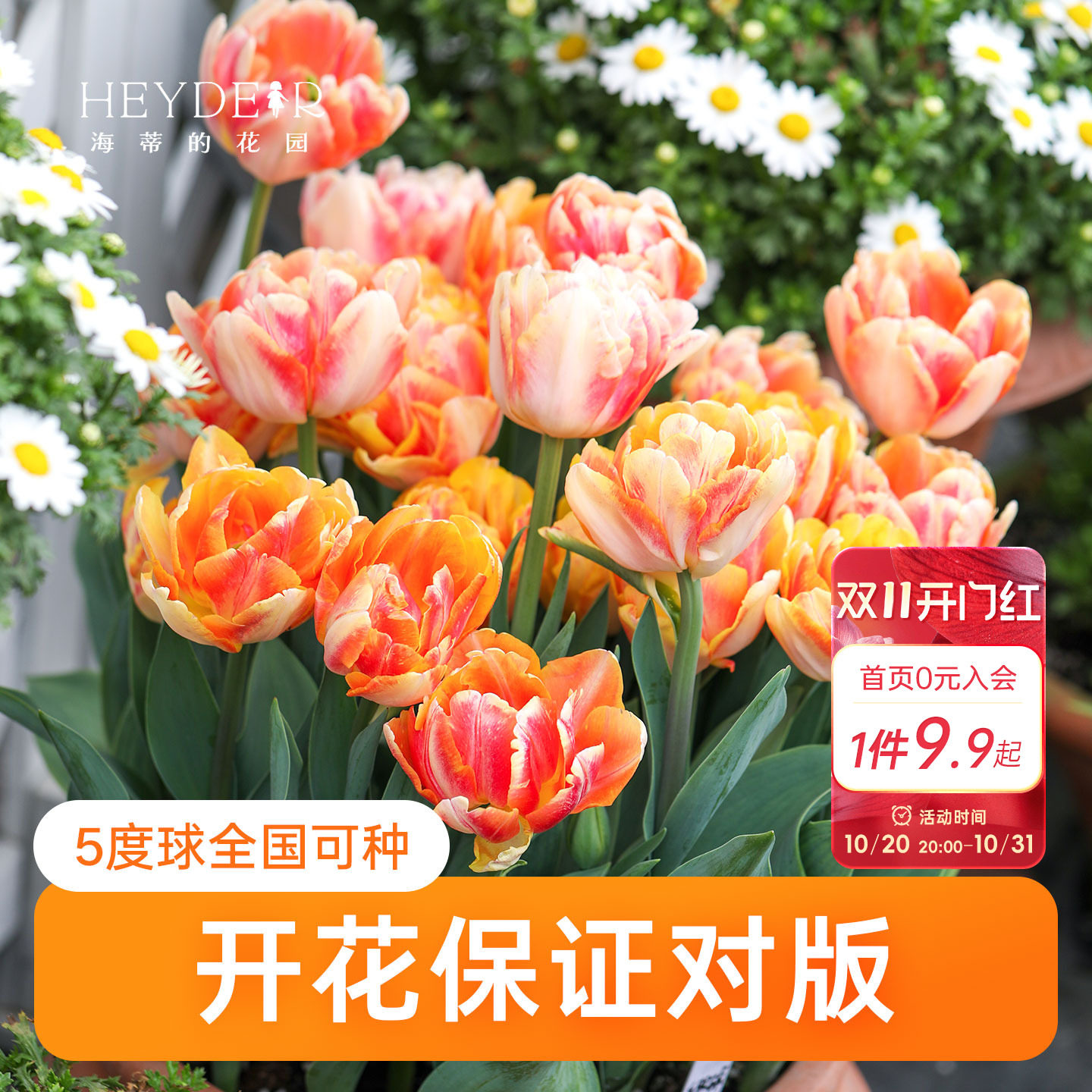 海蒂的花园郁金香种球5度球自然球阳台盆栽庭院地栽球根海妈推荐