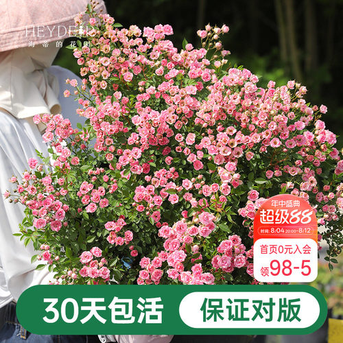 海蒂的花园超微月季室外多头