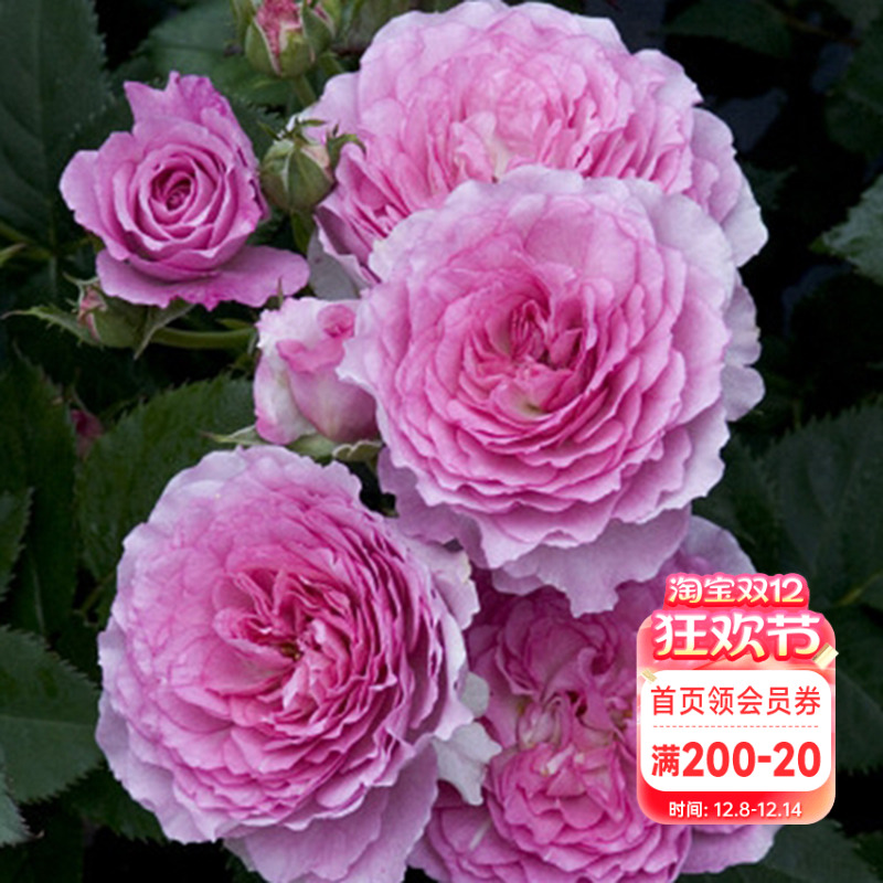 海蒂的花园完唯美盆栽苗阳台月季