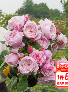 海蒂的花园自由精神奥斯汀月季爬拱门浓香包子长势强健花卉盆栽苗