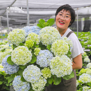 花园花手鞠逃跑新娘大花阳台庭院露台绣球花苗花卉盆栽 海蒂