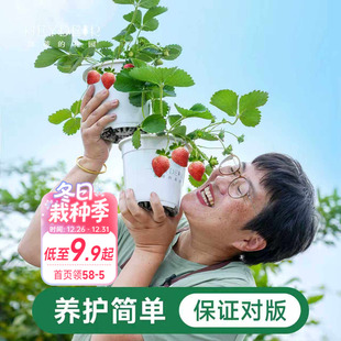 包对版 海蒂 花园成都总店草莓苗秧盆栽红颜章姬冰淇淋海妈家