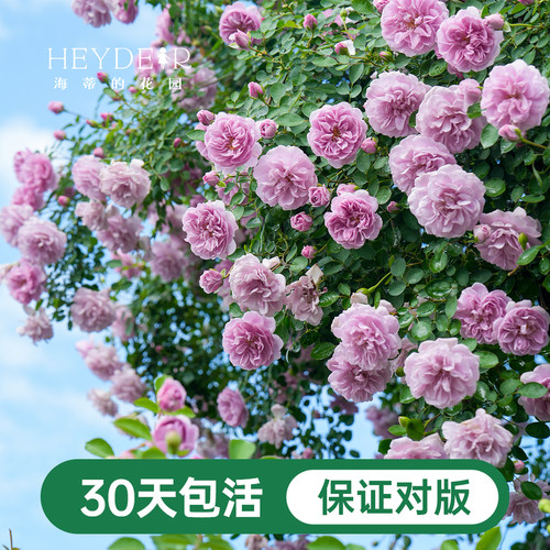 海蒂的花园爬藤月季花苗