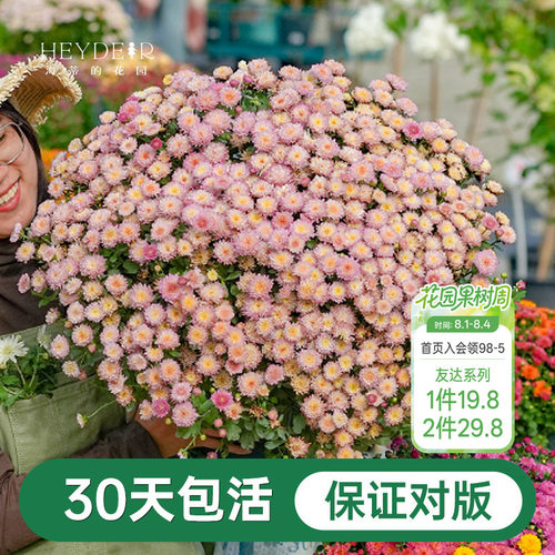 球菊菊花盆栽多年生花卉好养