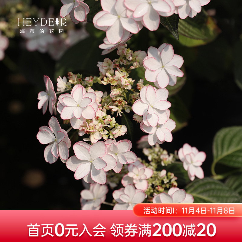 海蒂的花园绣球花苗列伊新品重瓣清新带花边大花阳台植物花卉盆栽