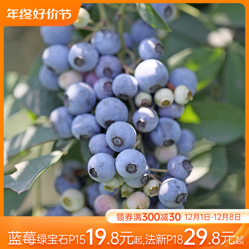 海蒂的花园 蓝莓树果苗盆栽果树种植苗蓝莓苗果树苗水果阳台植物