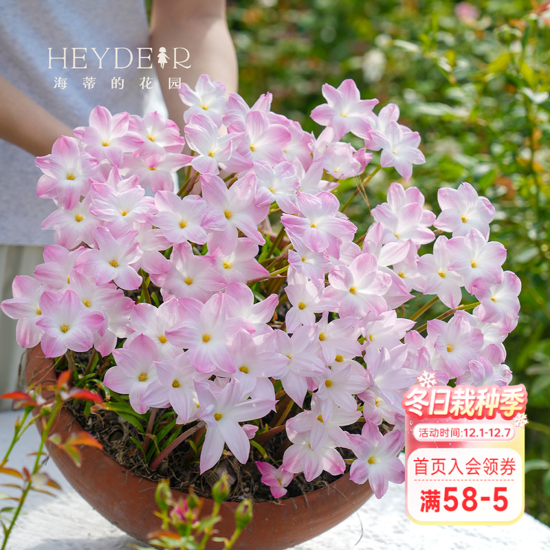 风雨兰多年生球根花卉耐热