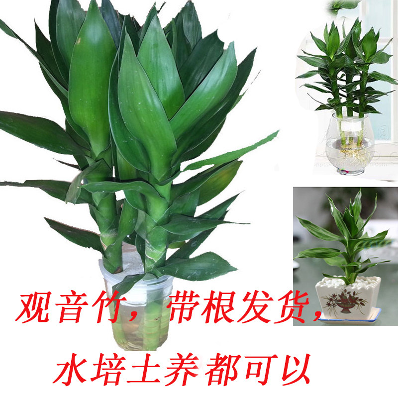 观音竹绿植办公桌净化空气吸甲醛