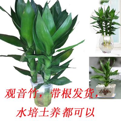 观音竹绿植办公桌净化空气吸甲醛