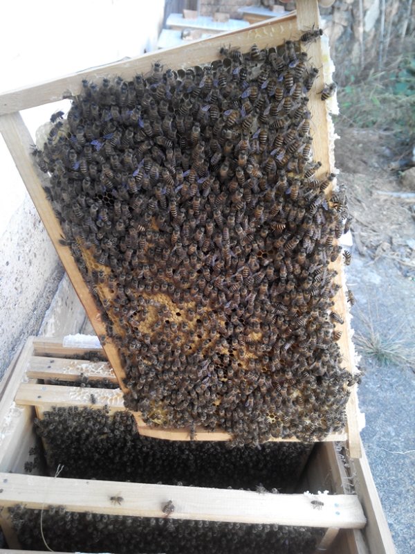 颜师蜂园蜜蜂群活体中蜂群带巢框蜂箱一起发货收到就能养蜜蜂种群