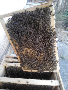 颜师蜂园蜜蜂群活体中蜂群带巢框蜂箱一起发货收到就能养蜜蜂种群