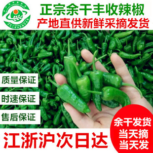 10斤江西特产正宗余干丰收辣椒新鲜余干枫树辣椒农家土辣椒现摘