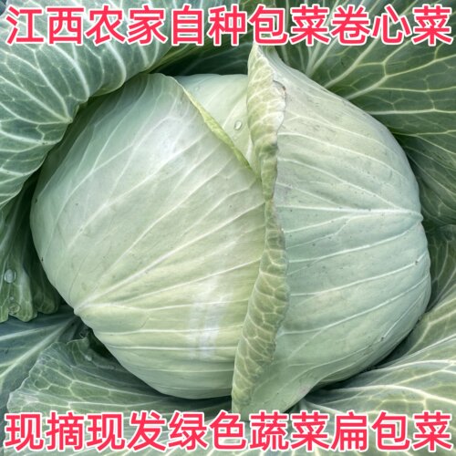 5斤江西农家露天现摘卷心菜