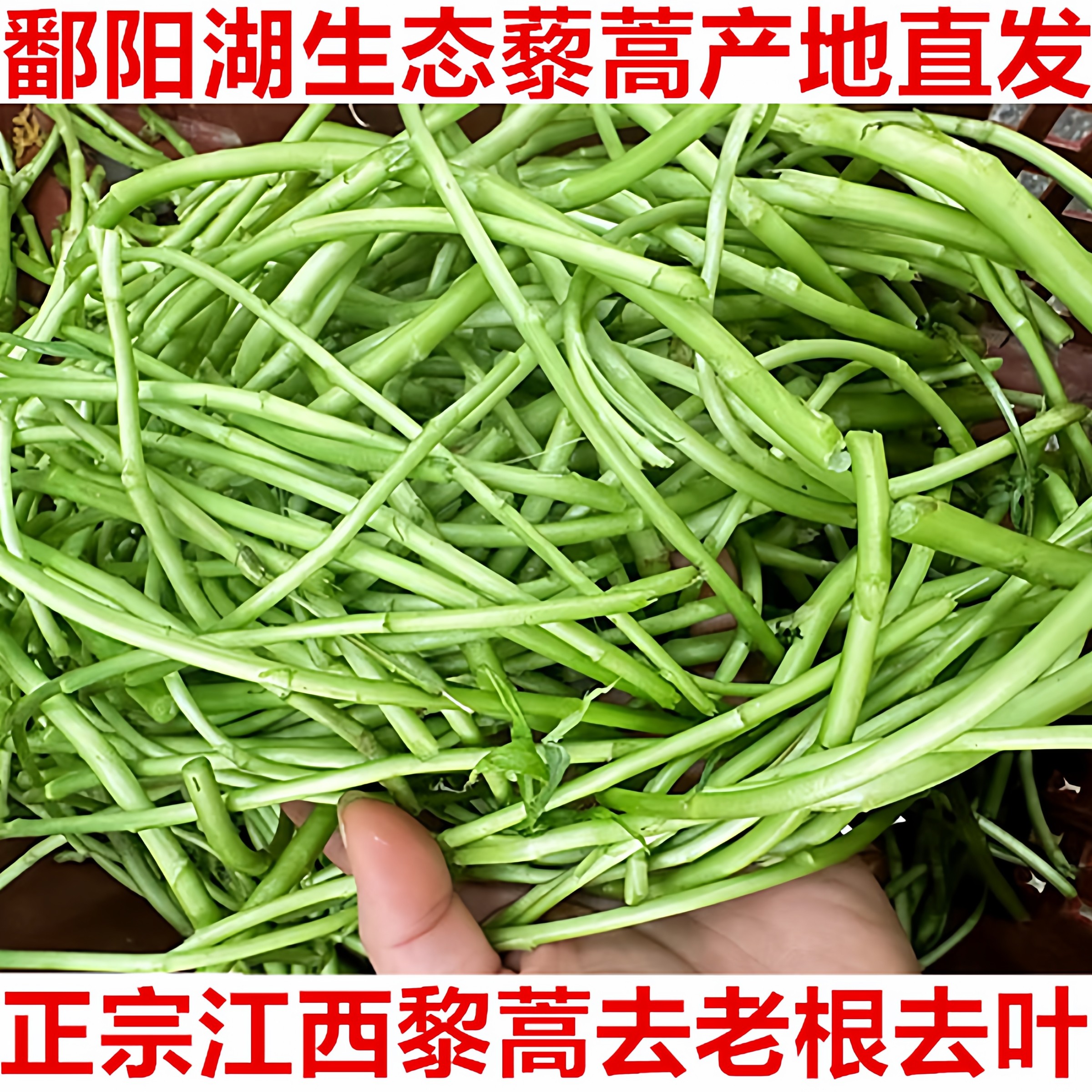 5斤江西鄱阳湖藜蒿新鲜上市农家芦蒿蓠蒿黎蒿泥蒿当季现摘蔬菜