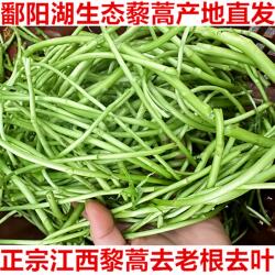 5斤江西鄱阳湖藜蒿新鲜上市农家芦蒿蓠蒿黎蒿泥蒿当季现摘蔬菜