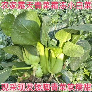 5斤江西特产农家露天小白菜霜冻青菜老品种上海青当季蔬菜现摘