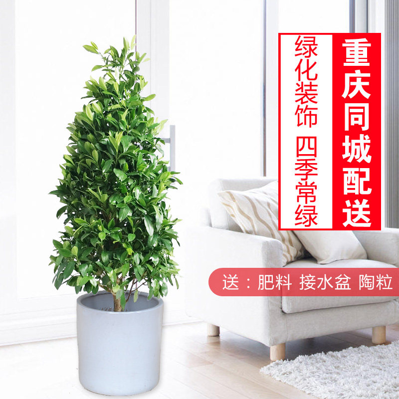 塔形非洲茉莉/高档花卉/美化环大型绿植/成品组合盆