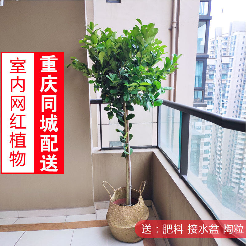 柠檬树苗翠柏园艺阳台香水柠檬