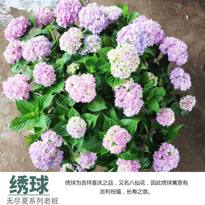 老桩无尽夏绣球/八仙花四季变色/开花不断/盆栽阳台庭院地栽