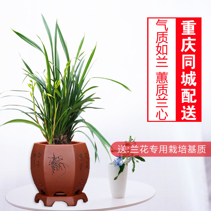 兰花/黄金小神童/建兰草/观赏盆栽/高档花卉盆景/生日乔迁/重庆