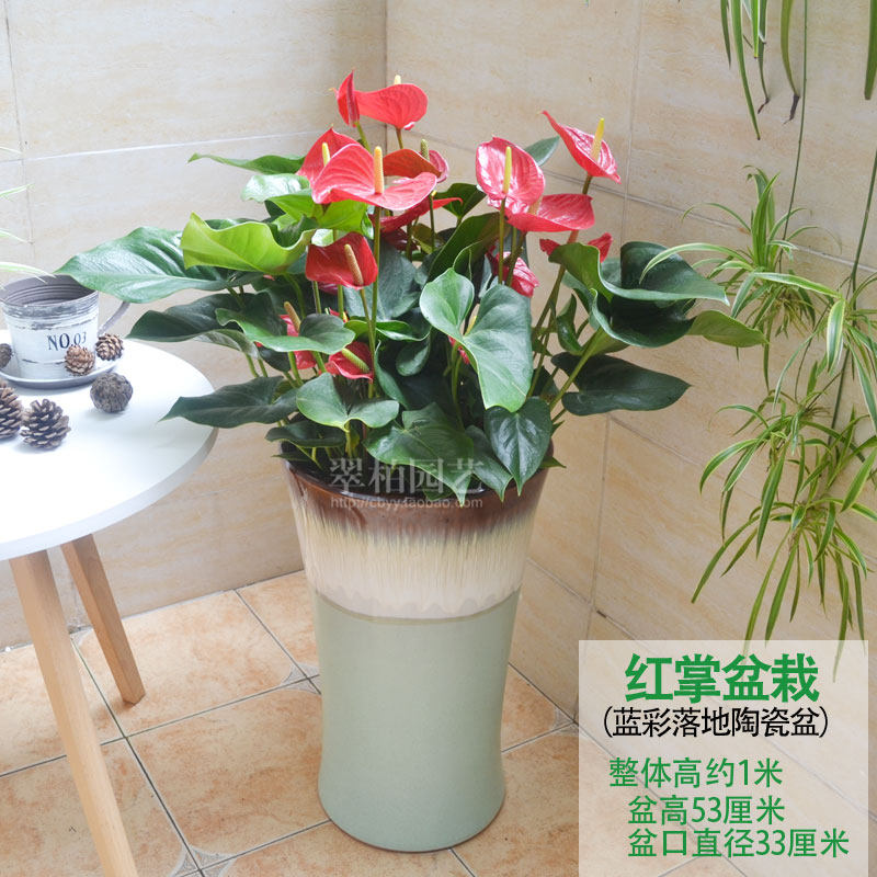绿植骄阳贺礼前台接待红掌盆栽