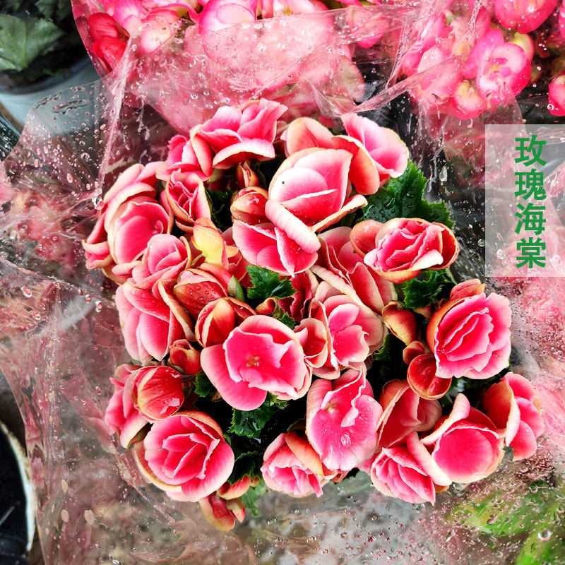 海棠花/玫瑰海棠/丽格/阳台花卉/图片