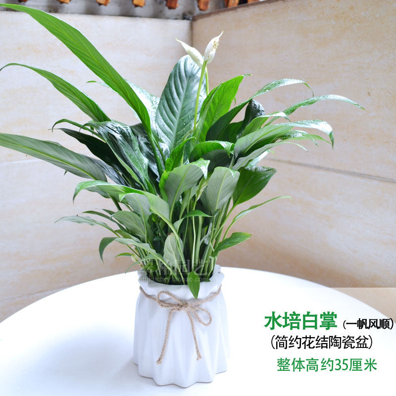 白掌/桌面植物盆栽/耐阴花卉/小盆景/一帆风顺/易活/室内小花