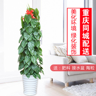 杏叶宝石/心叶藤/室内大盆栽/办公室绿植/净化空气/重庆植物租赁