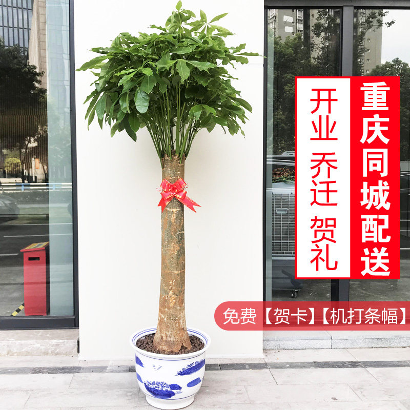 大型发财树/独杆发财树/粗杆发财王/老总办公室招财植物/重庆配送