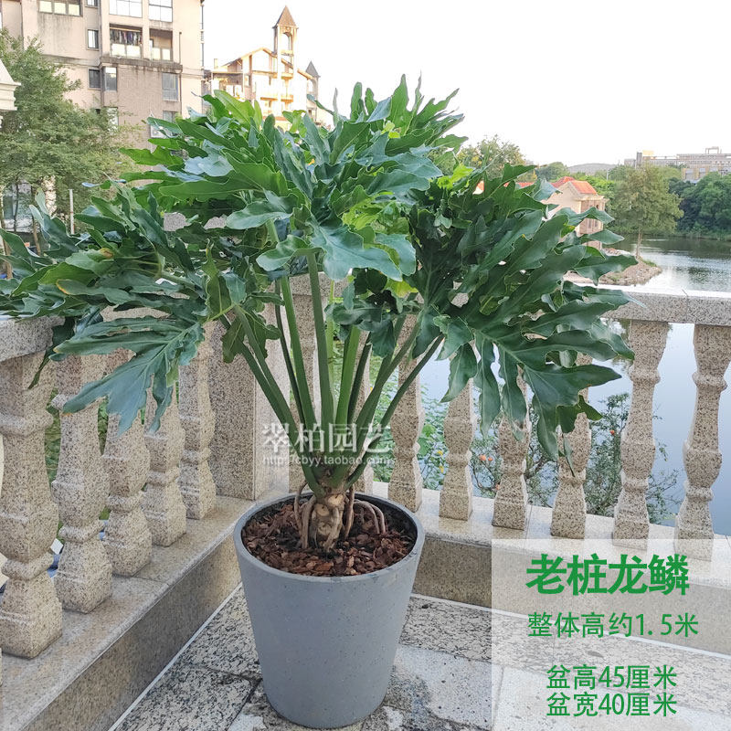 老杆春羽/带龙鳞春雨/植物绿植盆栽/吸甲醛净化空气/店铺盆景