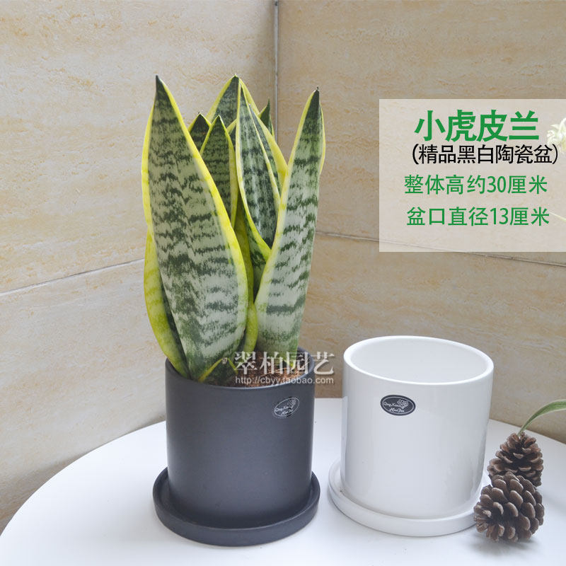 小盆栽虎皮兰绿植园艺桌面小植物