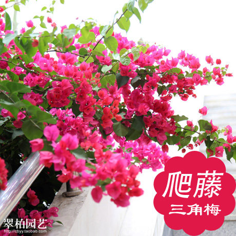 三角梅/大红色/爬藤九重葛/室外花园花卉/庭院阳台植物/攀援花卉